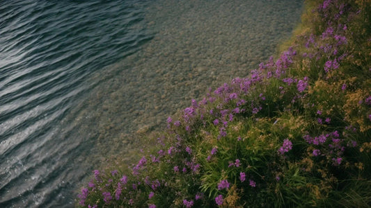 Purple wildflowers on grassy slope beside clear waters of Loch Lomond shore